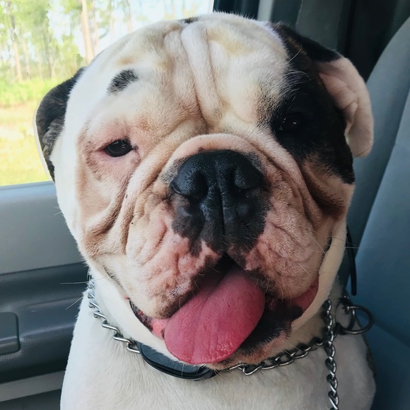 Bundle bundle bundle - Picture 3 of 7